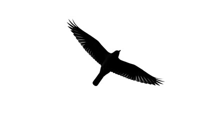 Silhouette of a majestic bird of prey soaring against a white background