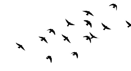 Flock of birds silhouetted against a white sky