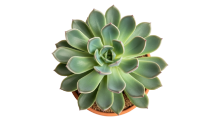 Green succulent plant in pot isolated PNG, echeveria elegans houseplant for indoor gardening and home decor on transparent background