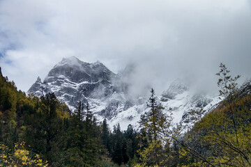 Snow capped mountain peak in misty alpine forest with autumn foliage and dramatic clouds at Mt.Siguniang during autumn-winter.