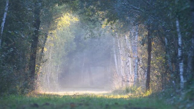 Rays of sunlight through the mist in a forest alley with birdsong in autumn. Quercus sp, Betula sp, Sologne, Loiret 45, r&eacute;gion Centre Val de Loire, France, European Union, Europe