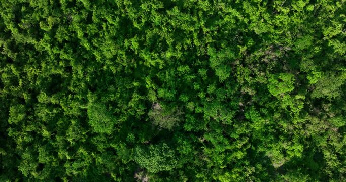 Top view of riparian forest