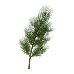 Frosted pine branch isolated on transparent background