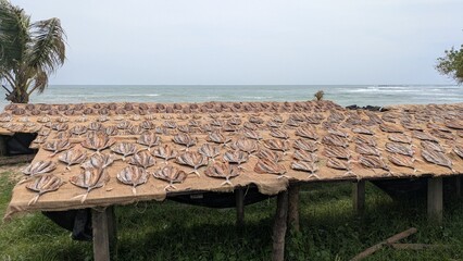 Traditional fish drying market on the tropical coast of Sri Lanka with group work preparation of salted seafood catch using wood method for local street food trade in Asia