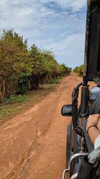 Serene african safari exploration group three gaze peaceful savanna huge mammal spotted driving pickup jeep offroad dirt road path track dust remote lush jungle national park sri lanka ceylon travel