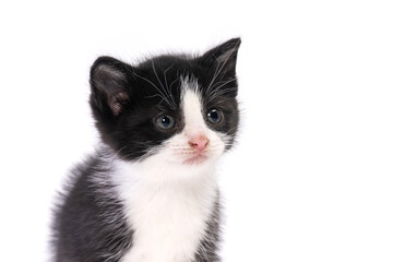 Black and white kitten isolated on white background