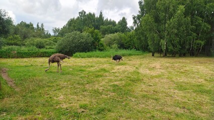 Ostriches are strolling through a fenced lawn with mown grass and looking for food. Bushes, birches and other trees grow nearby. Cloudy summer weather