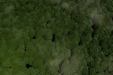 Lush green forest canopy viewed from above on a clear day with soft clouds drifting