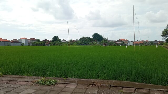 rural landscape with house