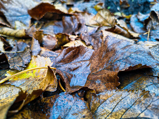 Close-up of fallen autumn leaves in various colors and decay stages, with water droplets and visible veins. Moody seasonal texture with natural details and soft light.