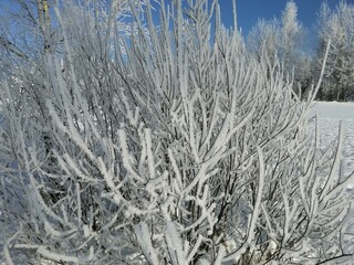 frozen grass in the winter