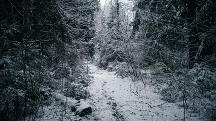 A peaceful winter scene unfolds in a snowy forest in Alaska, Canada. Tall trees are blanketed with snow, and a narrow path winds through the serene landscape.