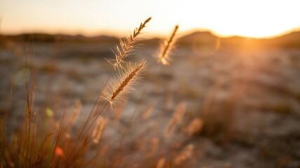 Close-up of golden wild grass backlit by a warm sunset glow in the field