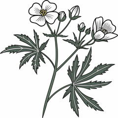 abution theophrasti vector