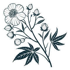 abution theophrasti with leaves