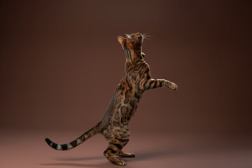 A Bengal cat stands on its hind legs, reaching up with extended paws. The studio lighting...
