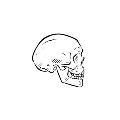 A side profile human skull. Pirate themed party illustration drawn by hand in black line.