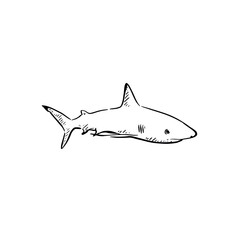 Shark illustration side profile hand drawn in black line.