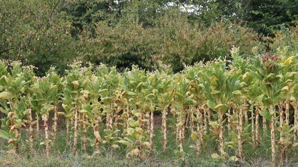 A small tobacco plantation during the flowering period and the collection of lower leaves for drying, the trunks of tobacco plants with cut lower foliage against the background of thickets of bushes