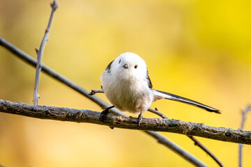 Fototapeta premium Long-Tailed Tit Is Sitting On A Branch In Autumn