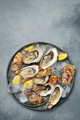 Fresh oysters with lemon and spices on a metal plate with ice. On a gray stone background. Top view. Seafood.