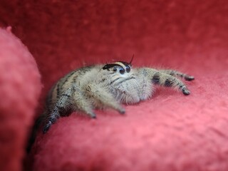 Spider on a pink flower