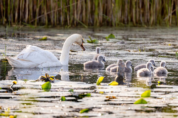 Fototapeta premium Beautiful Mute Swan With Newly Hatched Cygnets