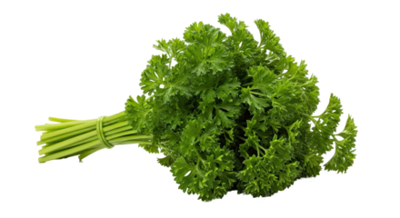 Bunch of curly parsley tied with a green band—vibrant green leaves, frilly texture, and slender stems, ideal for culinary, botanical, or nutritional reference