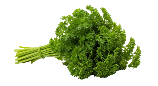Bunch of curly parsley tied with a green band—vibrant green leaves, frilly texture, and slender stems, ideal for culinary, botanical, or nutritional reference