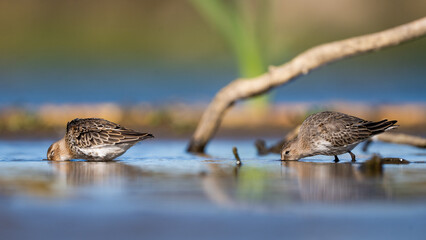 Pair Of Dunlins Searching For Food