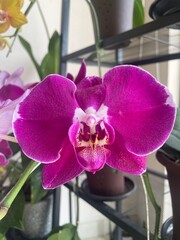 Purple Phalaenopsis orchid flower in close-up. Tropical bloom with vibrant color, natural beauty, and elegant details perfect for floral or botanical designs.
