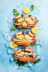 Boiled crabs on ice. big red crabs laid out on a blue background. Top view.