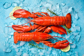 Cooked two whole North Atlantic lobster. On a blue background. Healthy nutritious seafood fine dining.