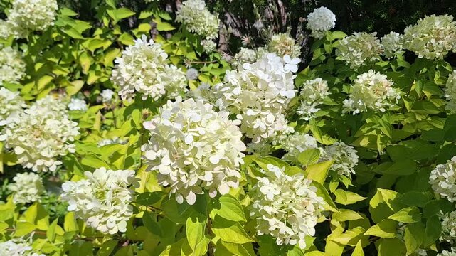 A hydrangea paniculata bush with white flowers sways in the wind.
