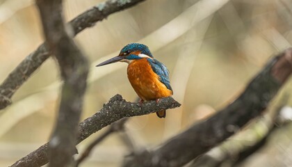 Vibrant kingfisher perched among branches