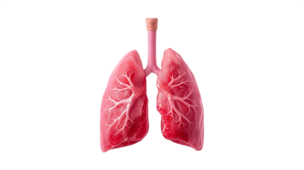 Realistic human lungs and trachea anatomical model isolated on transparent background