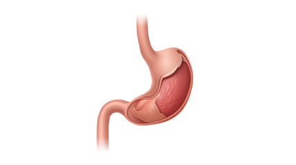 Detailed anatomical illustration of the human stomach and esophagus isolated on transparent background