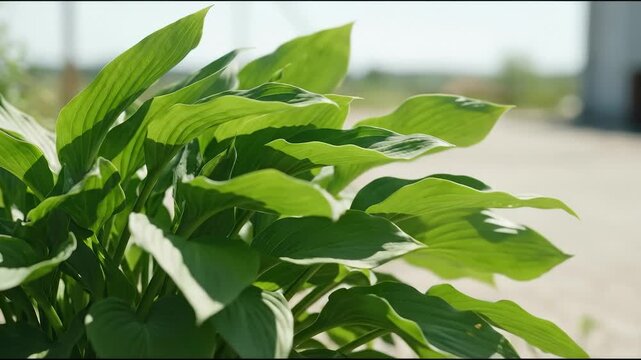 Close Up of Green Hosta Plant Leaves Waving in Breeze