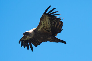 Vautour fauve