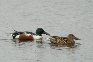 Canard souchet