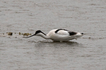 Avocette élégante