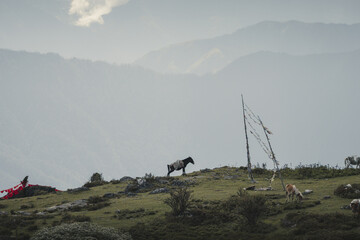 Aerial view of a horse standing majestically on a grassy hilltop, with prayer flags fluttering against a backdrop of hazy mountains, Haa, Bhutan.