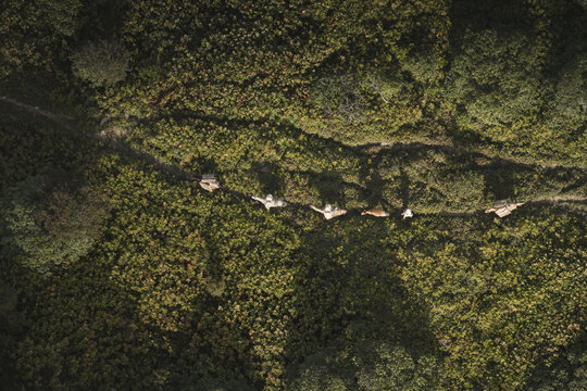 Aerial view of a line of yaks on a small path cutting through dense green forest, Haa, Bhutan.