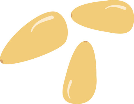 노란색 잣 열매