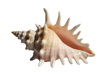 Spiny seashell with pink and cream stripes isolated on a transparent background
