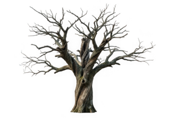 A gnarled old tree with bare branches against a transparent  background
