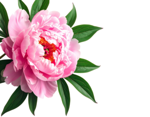 Soft pink bloom with vibrant green foliage