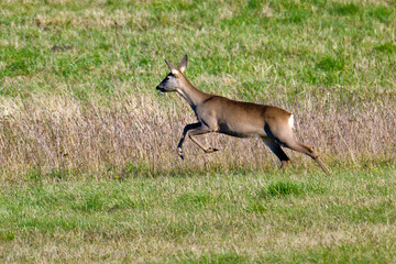 Reh im Herbst in Brandenburg auf der Flucht