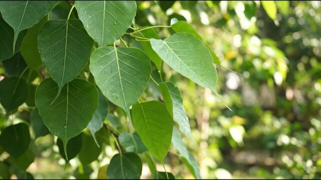Green Bodhi Leaves Gently Swaying in the Breeze, Close Up