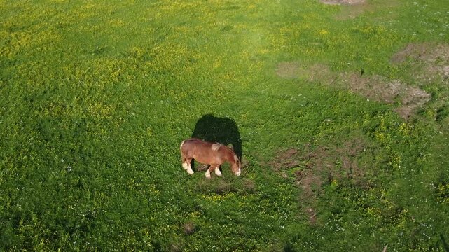 Vid&eacute;o a&eacute;rienne d'un cheval de trait en train de brouter alors que le soleil est bas. Traveling ascendant.